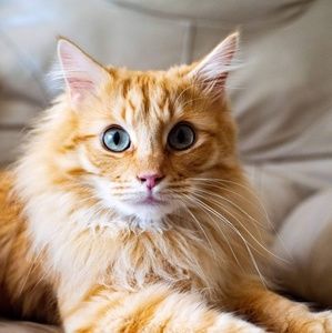 Meet your Posher, Carmen